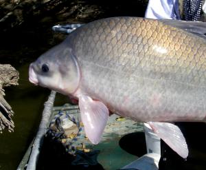 Smallmouth Buffalo