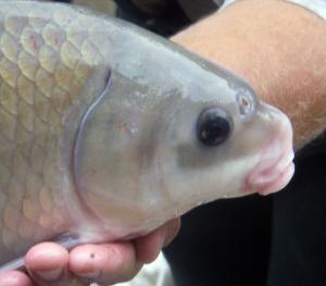 Smallmouth Buffalo