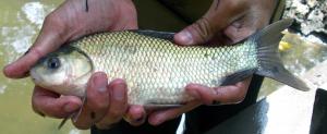 Smallmouth Buffalo