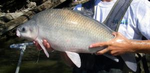 Smallmouth Buffalo