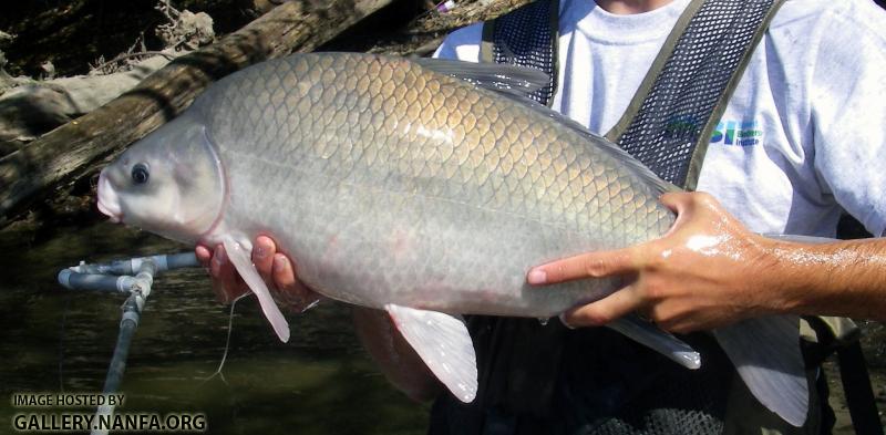 Smallmouth Buffalo