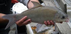 Smallmouth Buffalo