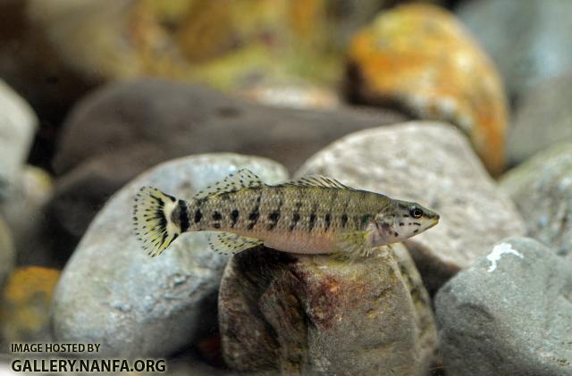 Gravid female redline darter