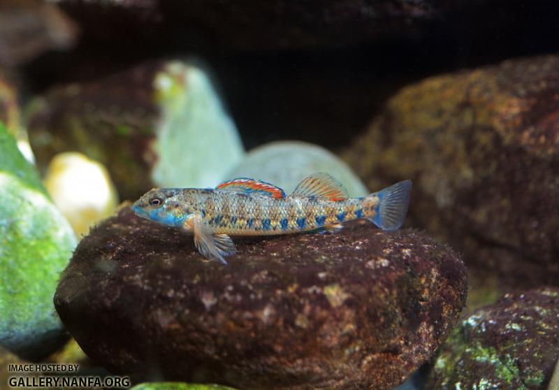 Male speckled darter