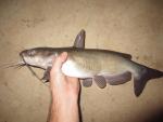 Channel Catfish