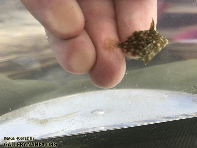 Planehead Filefish