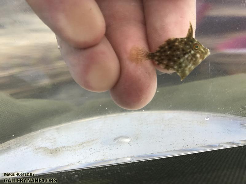 Planehead Filefish