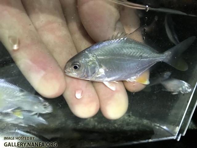 Florida Pompano