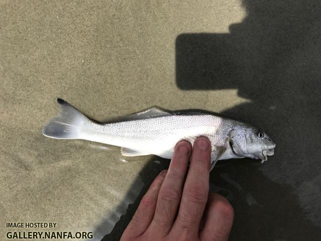 Gulf Kingfish