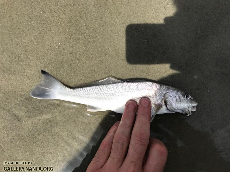 Gulf Kingfish
