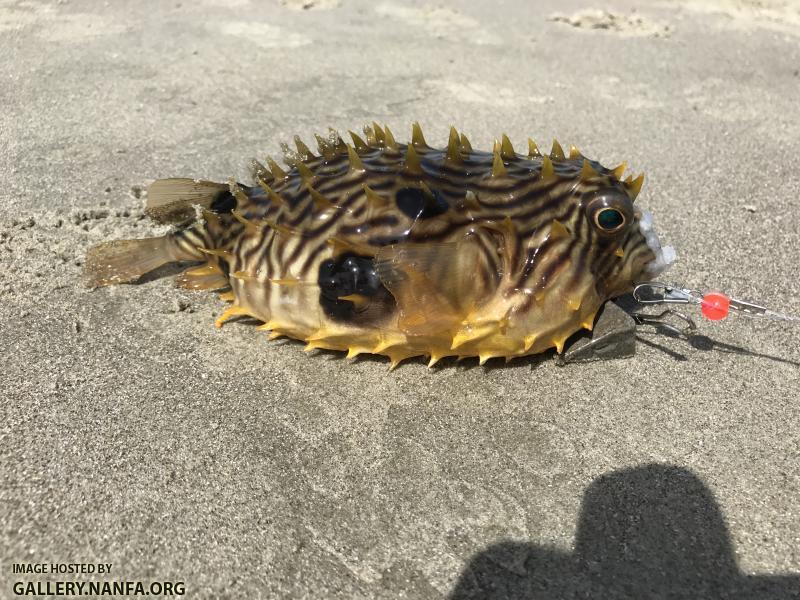 Striped Burrfish