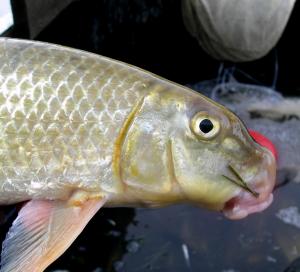 Black Redhorse