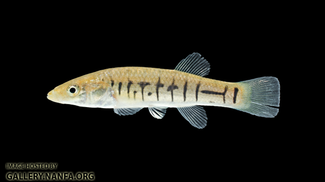 Fundulus-majalis-Juvenile