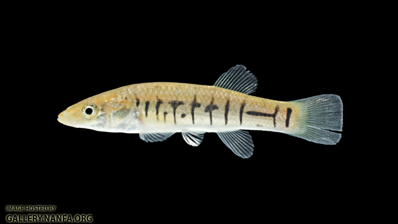 Fundulus-majalis-Juvenile