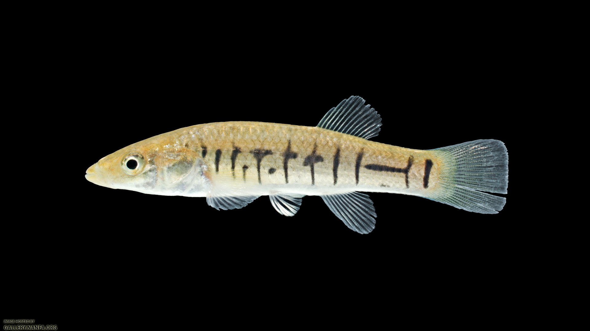 Fundulus-majalis-Juvenile