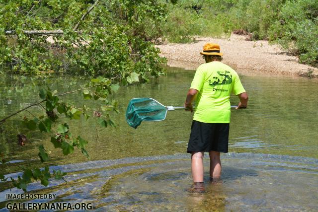 Bill stalking darters