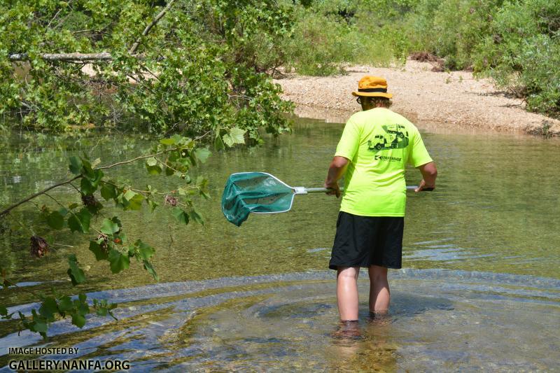 Bill stalking darters