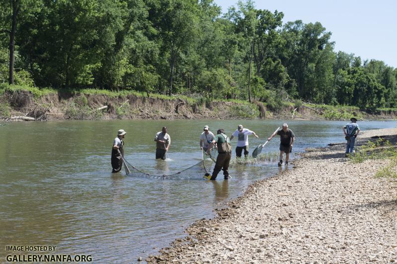 stomping the meramec