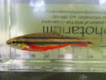 Southern Redbelly Dace