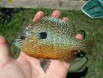 Longear Sunfish