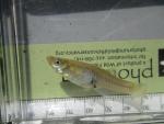 Western Mosquitofish