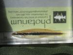 Blackspotted Topminnow