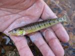 Logperch