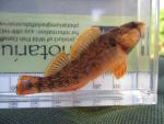 Orangefin Darter