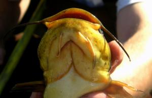 Yellow Bullhead