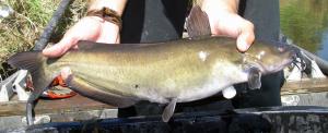 Channel Catfish