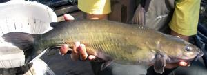 Channel Catfish