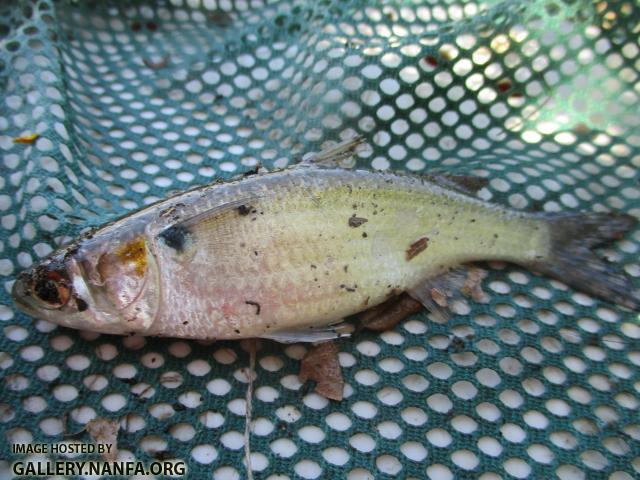 White Mullet