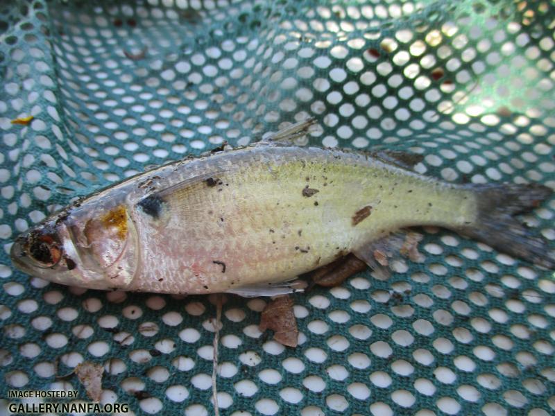 White Mullet