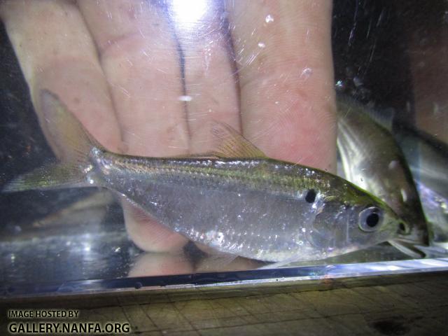 Atlantic Thread Herring