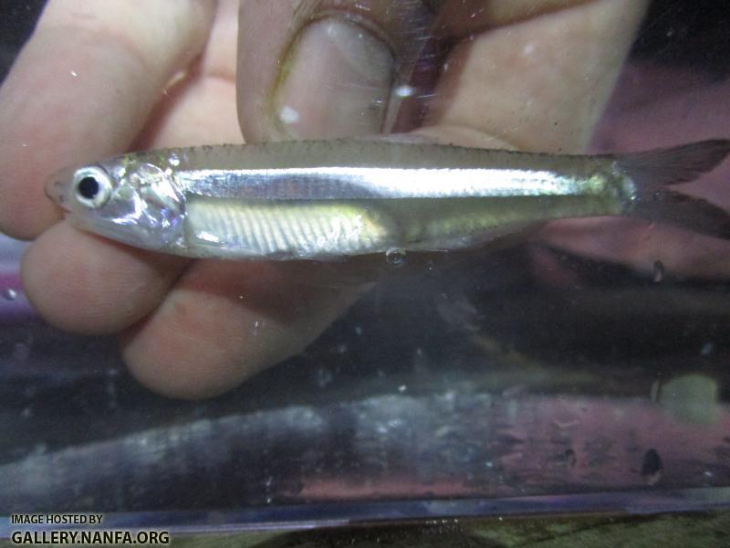 Broad-striped Anchovy