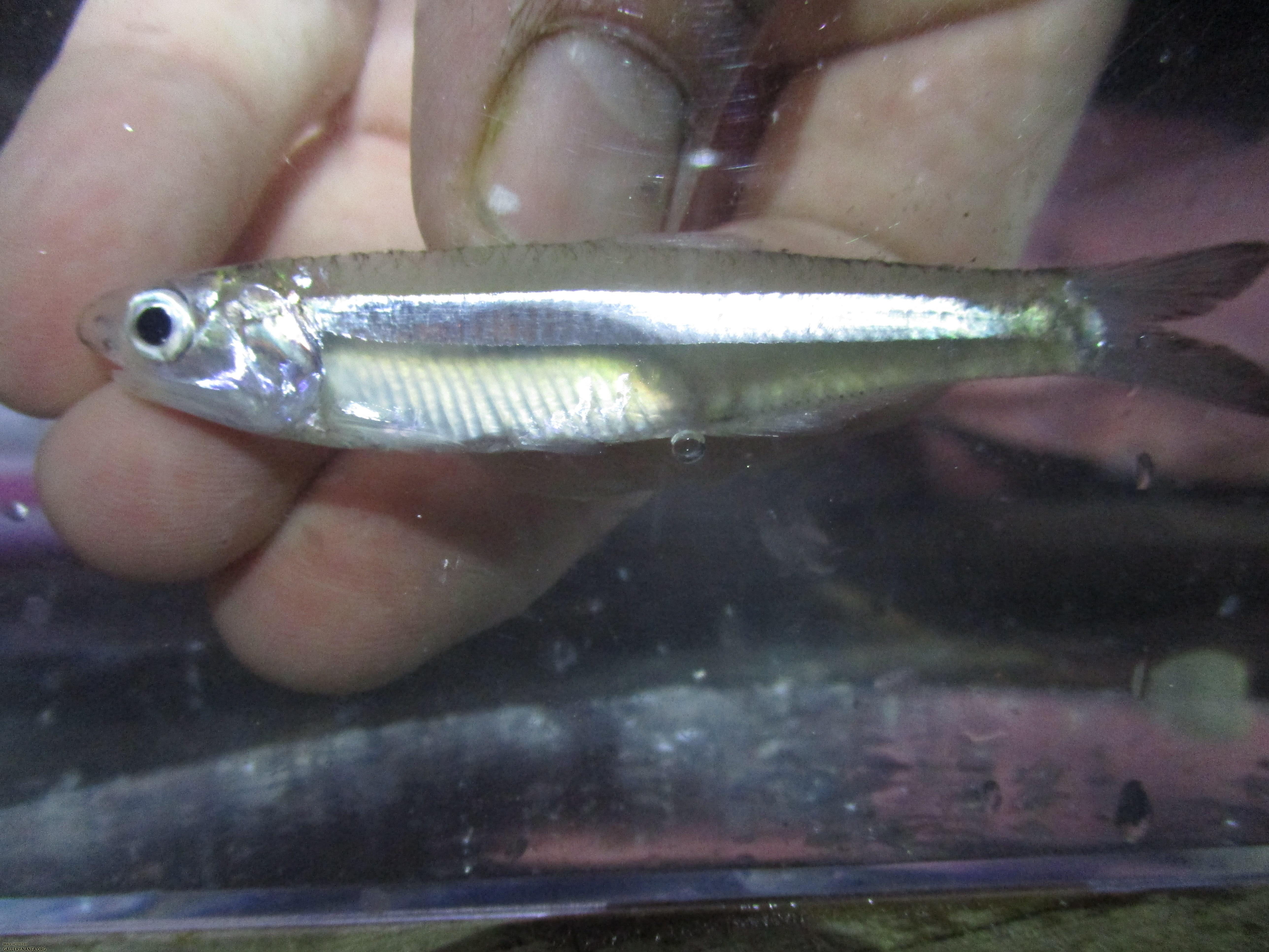 Broad-striped Anchovy