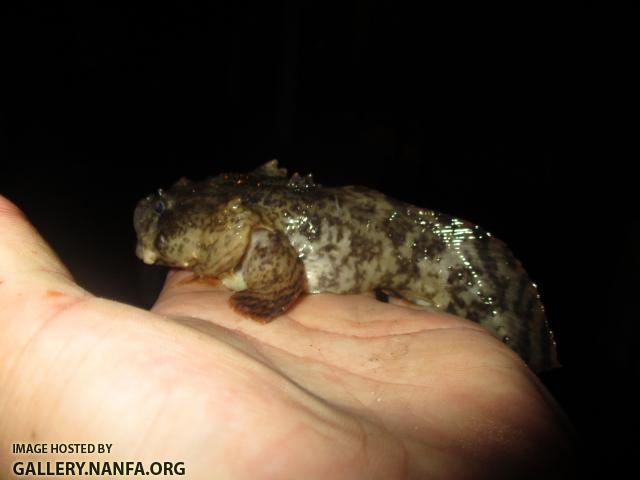 Oyster Toadfish