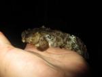 Oyster Toadfish