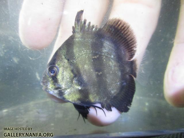 Atlantic Spadefish