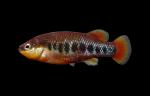 Rainbow Characodon - Characodon lateralis