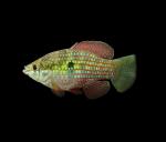 Flagfish - Jordanella floridae