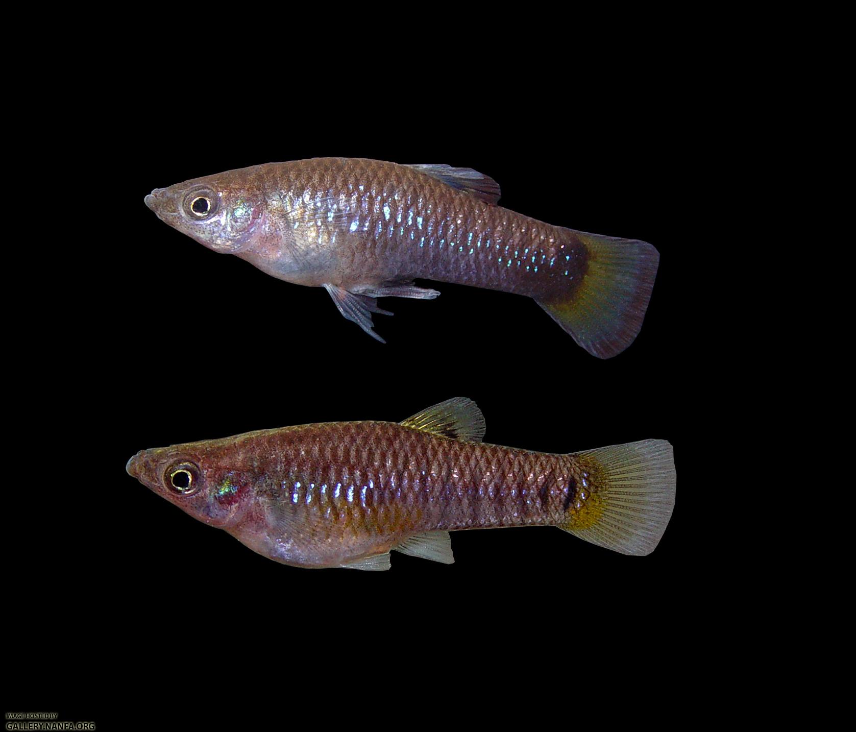 male-female