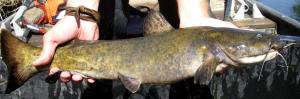 Flathead Catfish