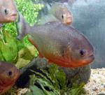 Red Piranha - Pygocentrus nattereri