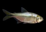 American Characin Family - Characidae