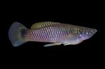 Spottail Killifish - Heterandria bimaculata