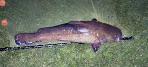 Flathead Catfish