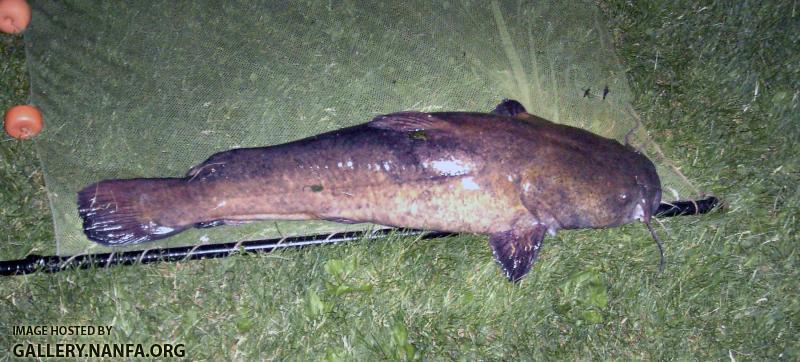 Flathead Catfish