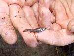 Lerma Livebearer - Poeciliopsis infans 