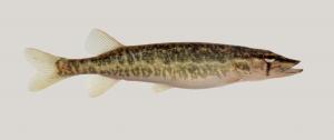 Esox americanus vermiculatus